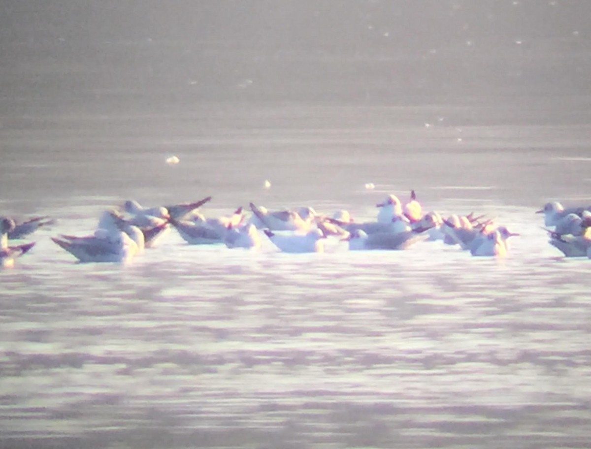 Black-headed Gull - ML531904821