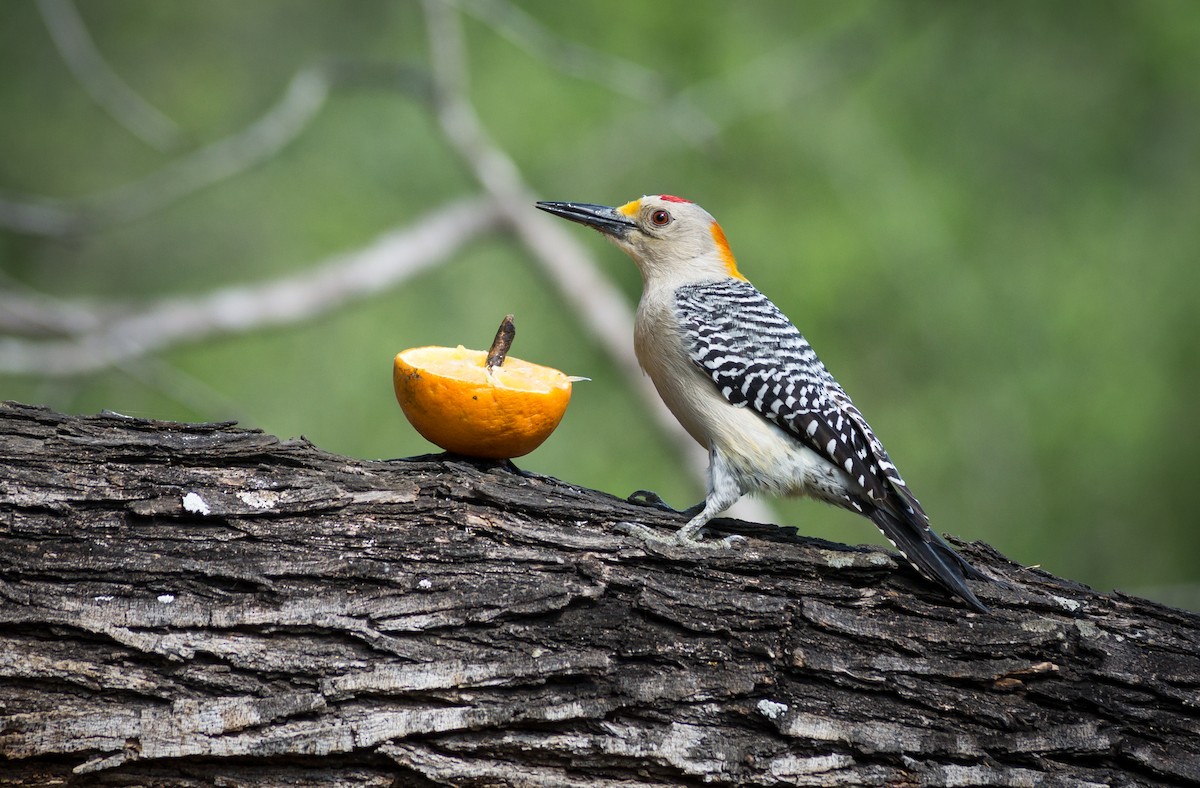Golden-fronted Woodpecker - Becca Engdahl