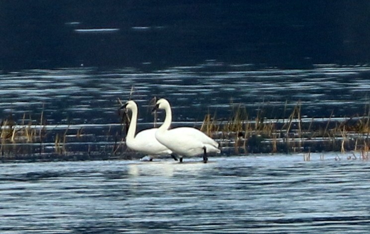 Trumpeter Swan - ML531905681