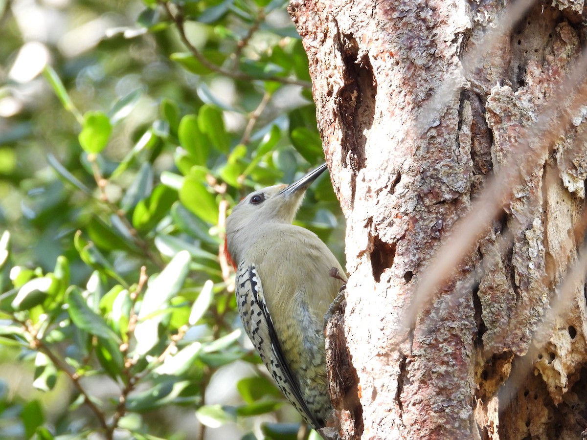 West Indian Woodpecker - ML531905771