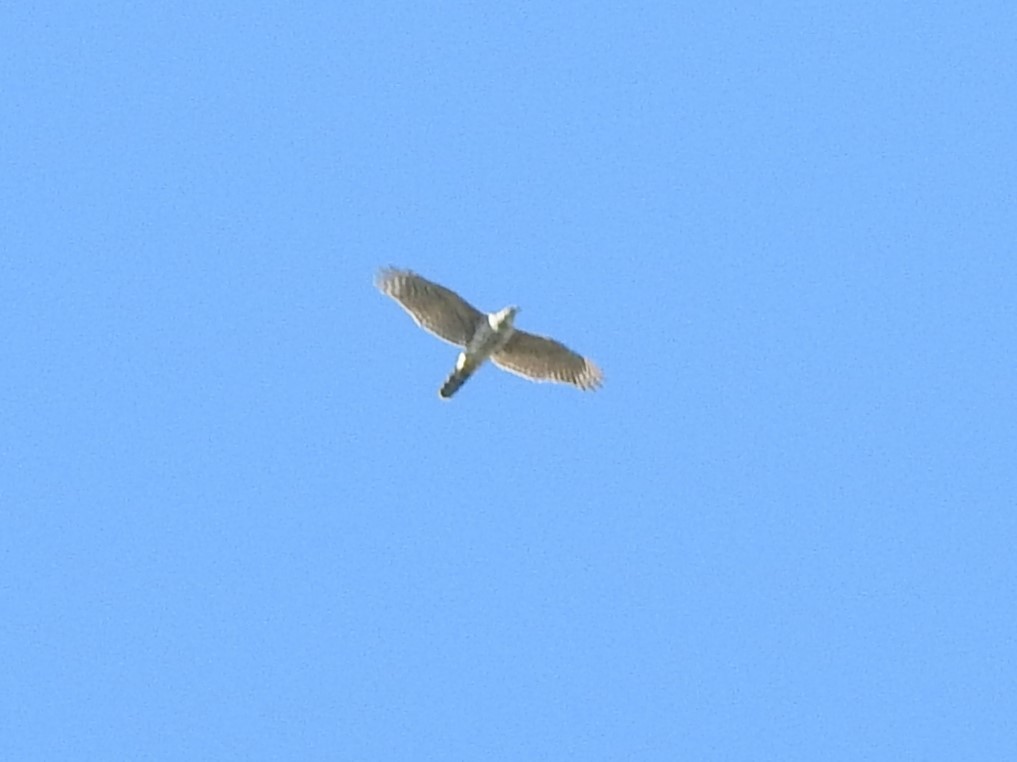 Eurasian Goshawk - ML531906281