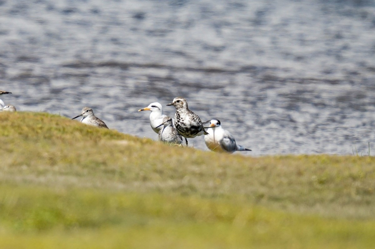 Black-bellied Plover - ML531906341