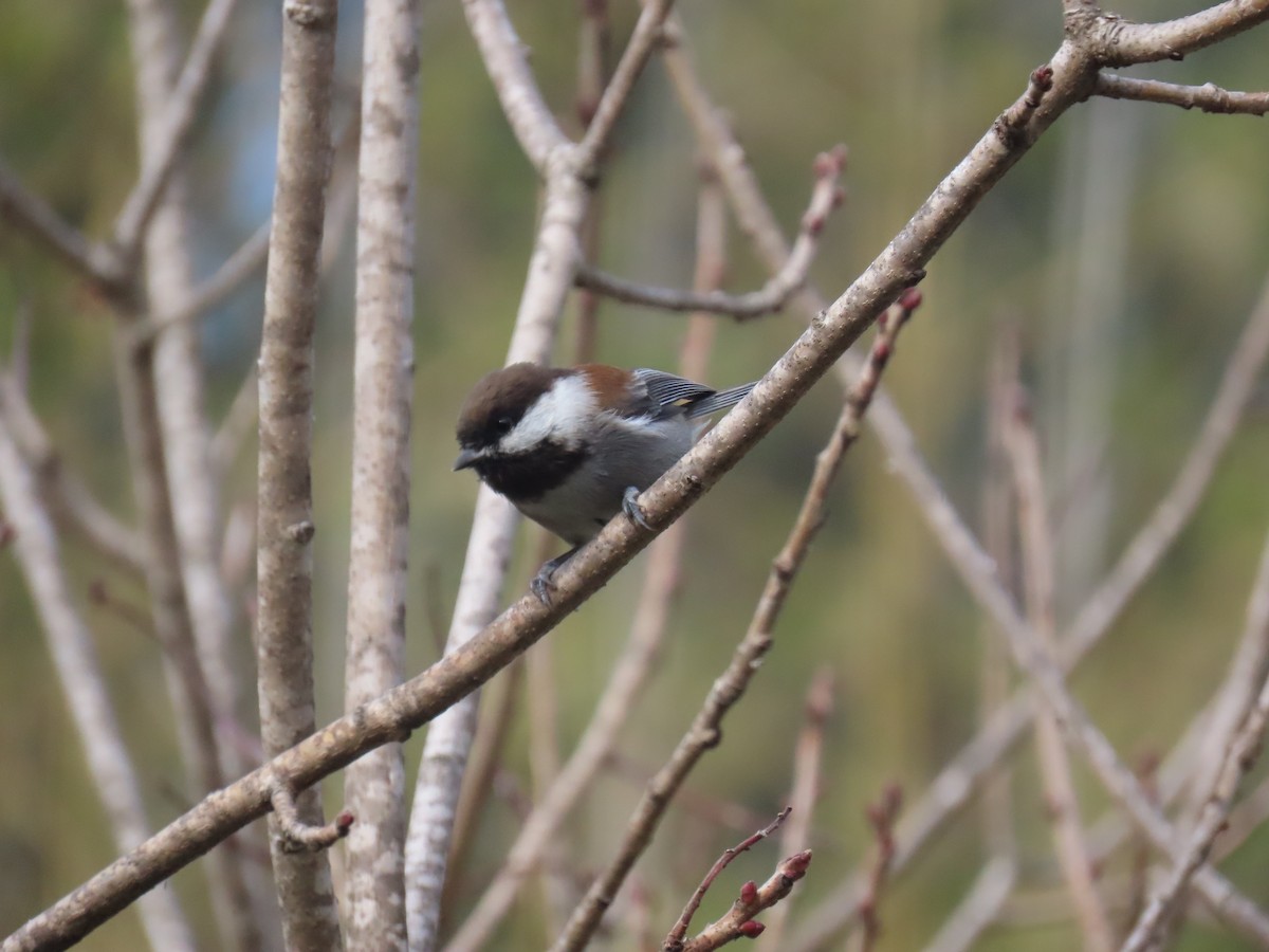 Chestnut-backed Chickadee - Gayle Dangers-Meusel