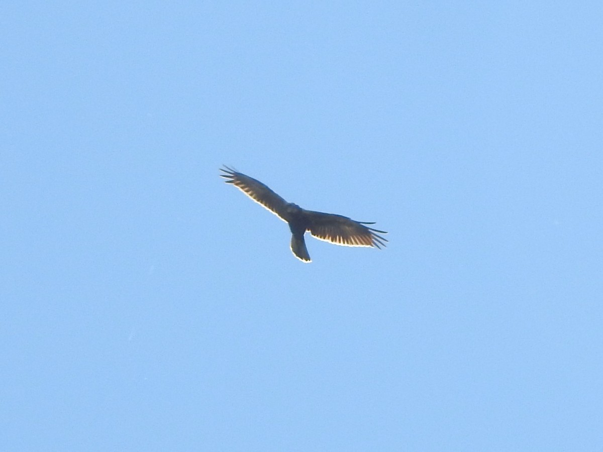 Western Marsh Harrier - ML531907041