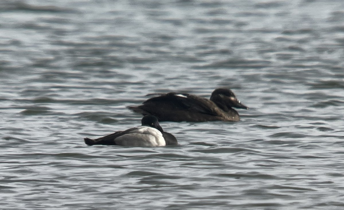 White-winged Scoter - Andrew Gobien