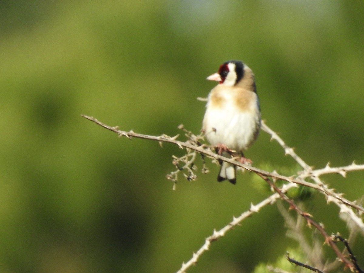 European Goldfinch - ML531907421