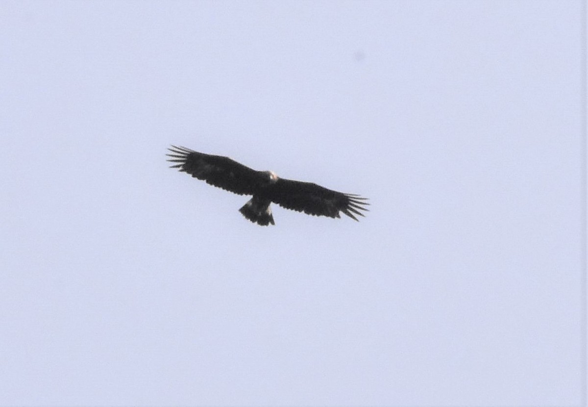 Цармын бүргэд - ML531907601