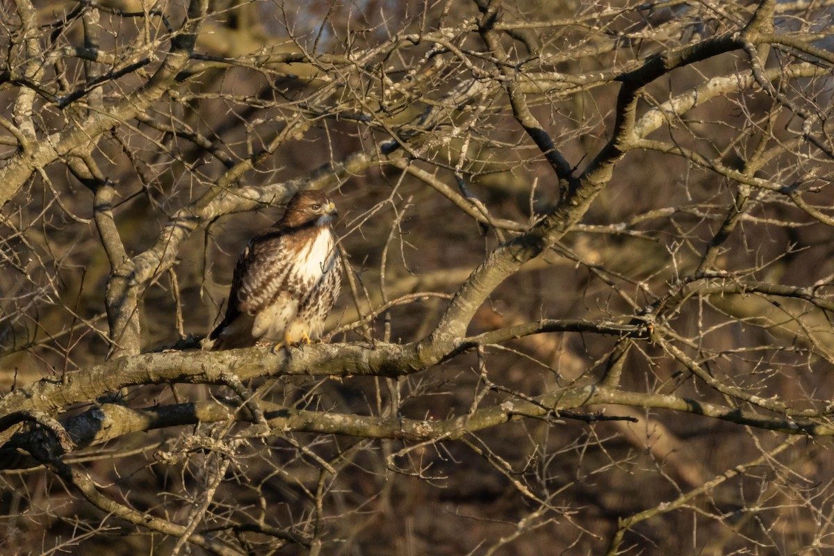 Rotschwanzbussard (abieticola) - ML531907651