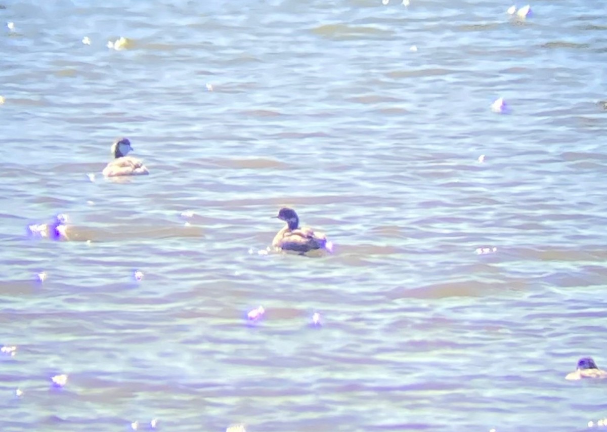 Eared Grebe - ML531908031