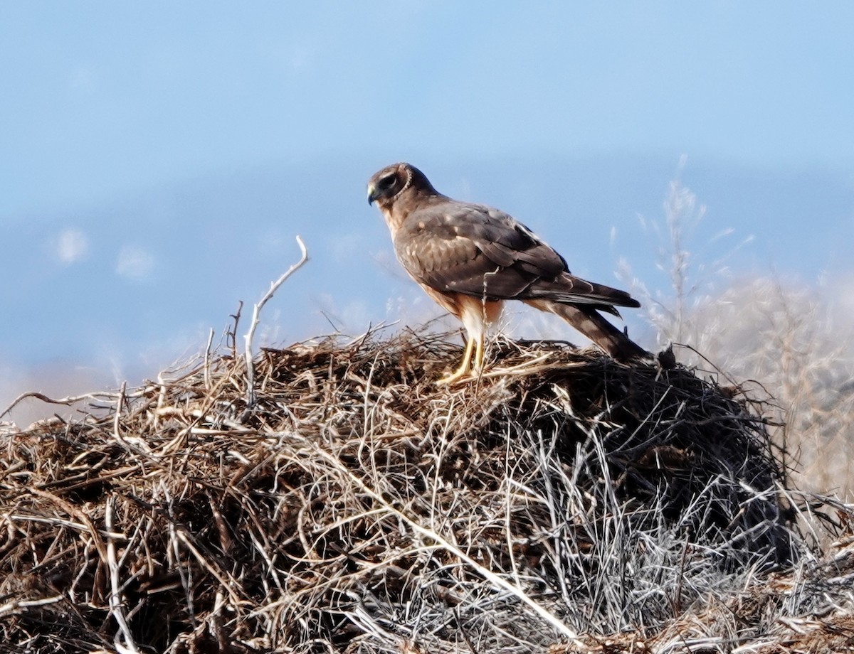 Northern Harrier - ML531908921