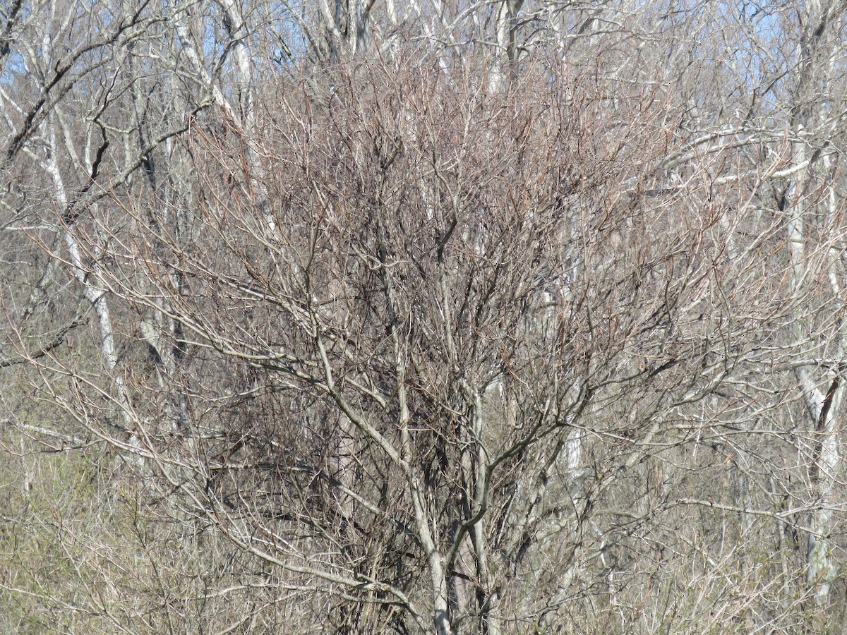 Vesper Sparrow - ML53190961