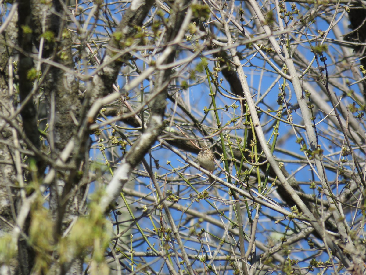 Vesper Sparrow - ML53191001