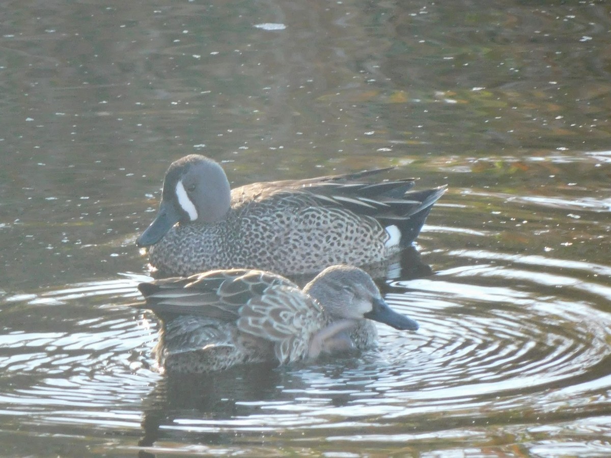 Blue-winged Teal - ML531911021