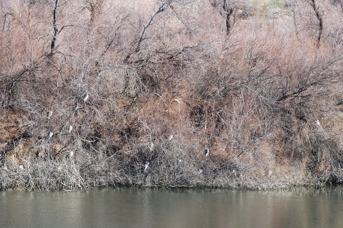 Black-crowned Night Heron - ML531911161