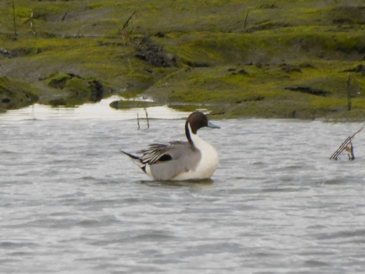 Northern Pintail - ML531911171