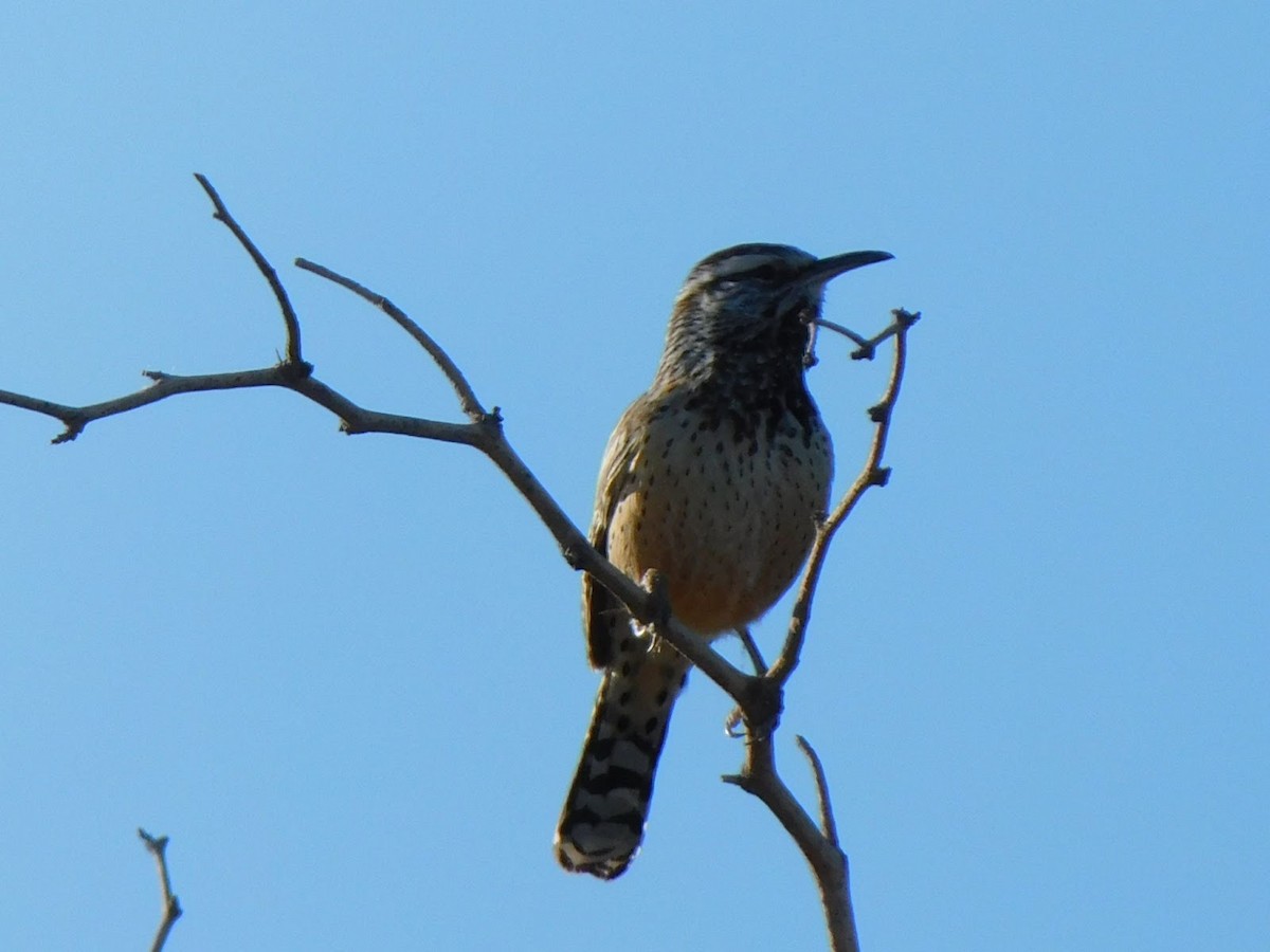 Cactus Wren - ML531911891