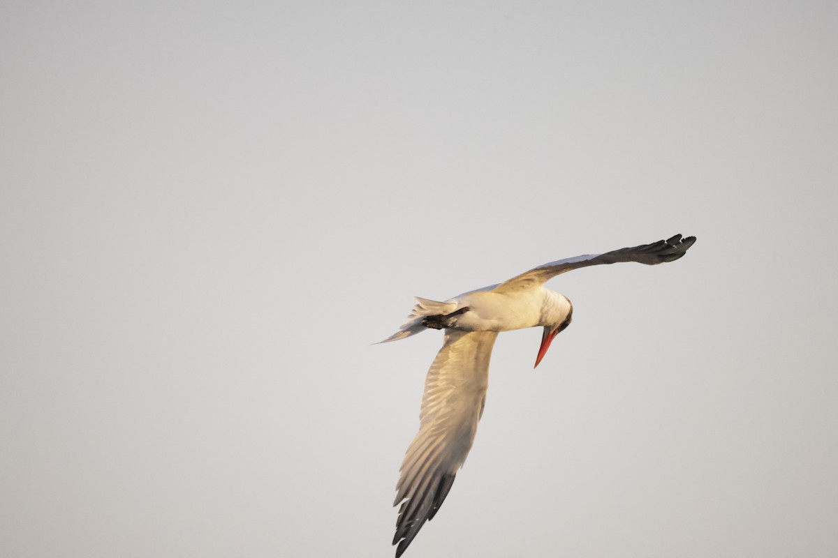 Royal Tern - ML531912071