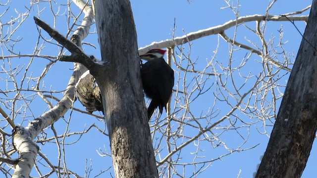 Pileated Woodpecker - ML531912171