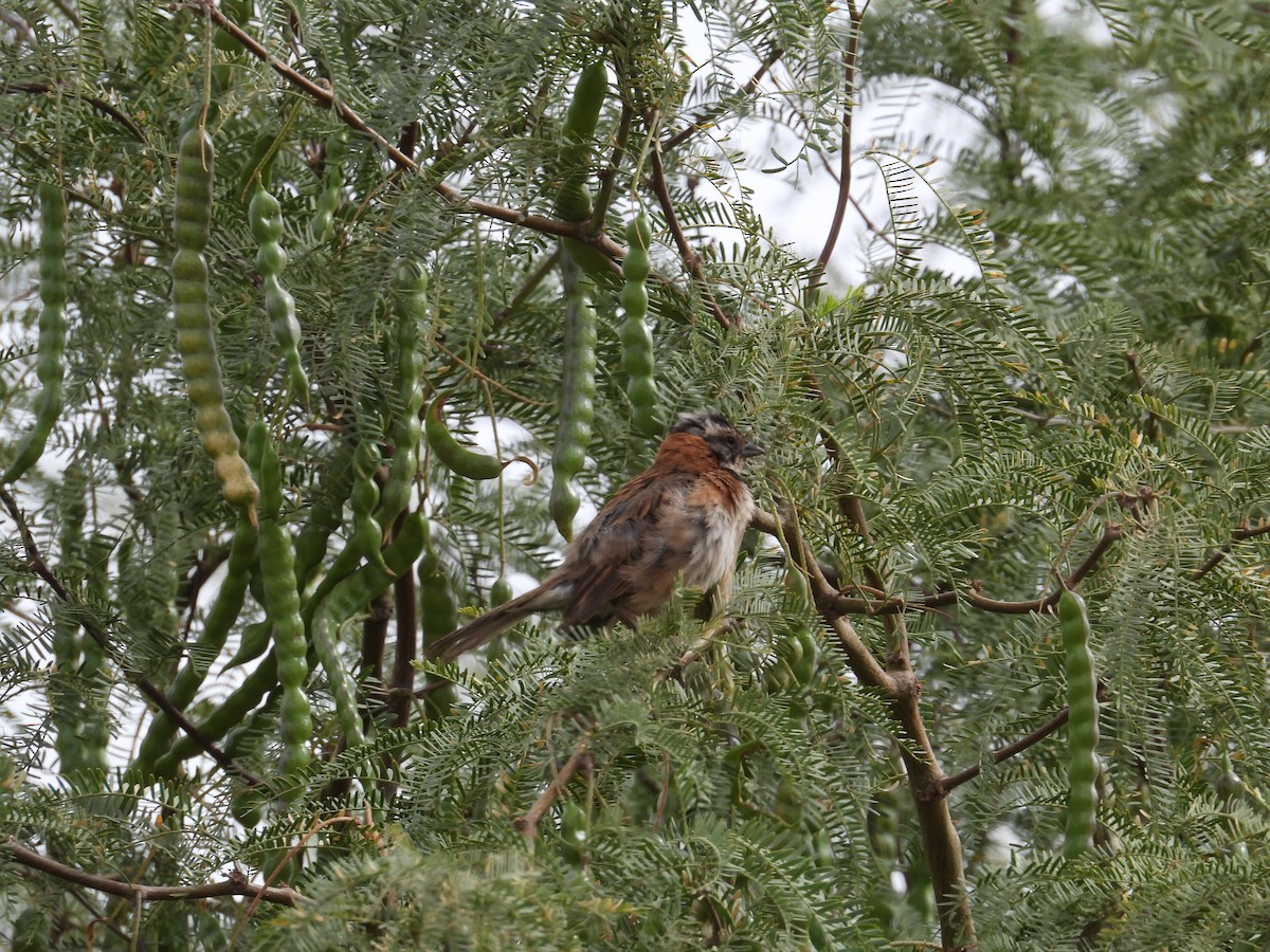 Rufous-collared Sparrow - ML531912341