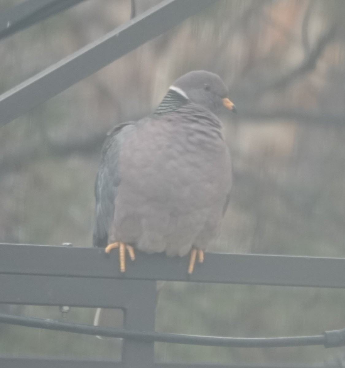 Band-tailed Pigeon - ML531912751