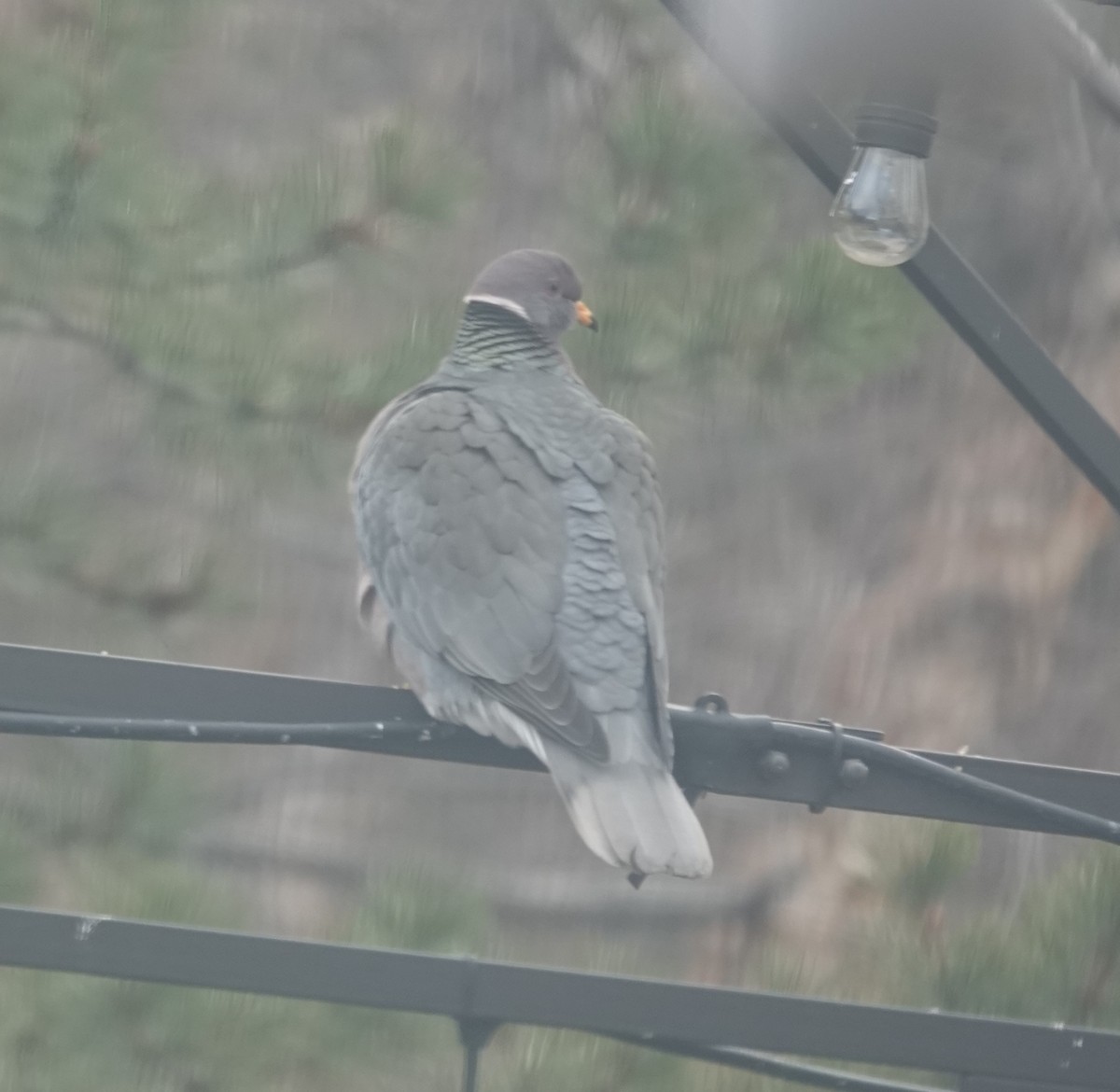 Band-tailed Pigeon - ML531912791