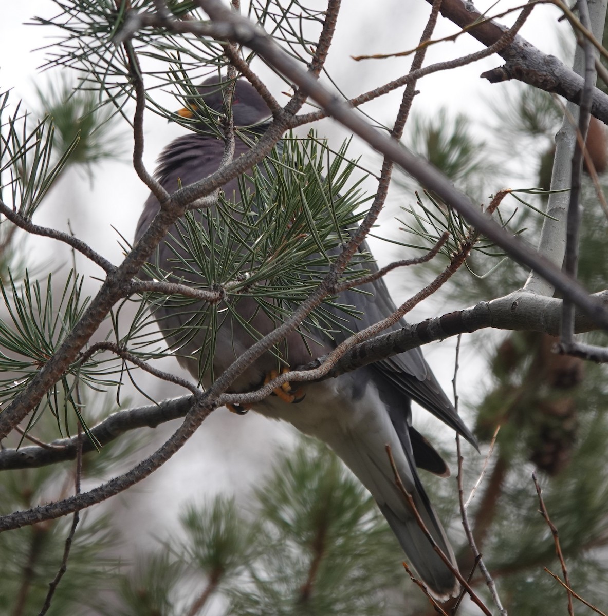 Band-tailed Pigeon - ML531912881