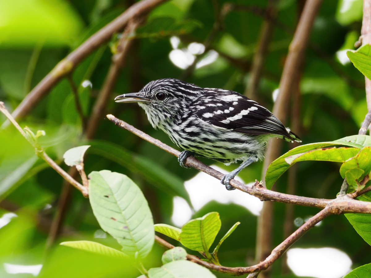 Amazonian Streaked-Antwren - Nick Athanas