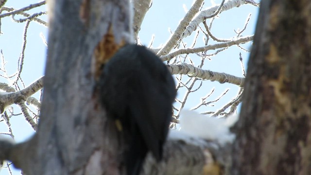 Pileated Woodpecker - ML531912951