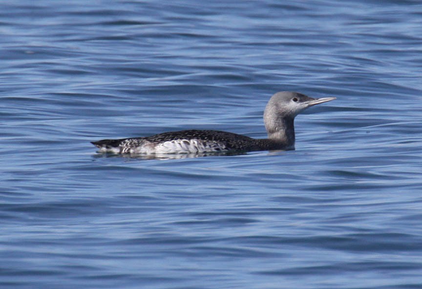 Red-throated Loon - ML53191351