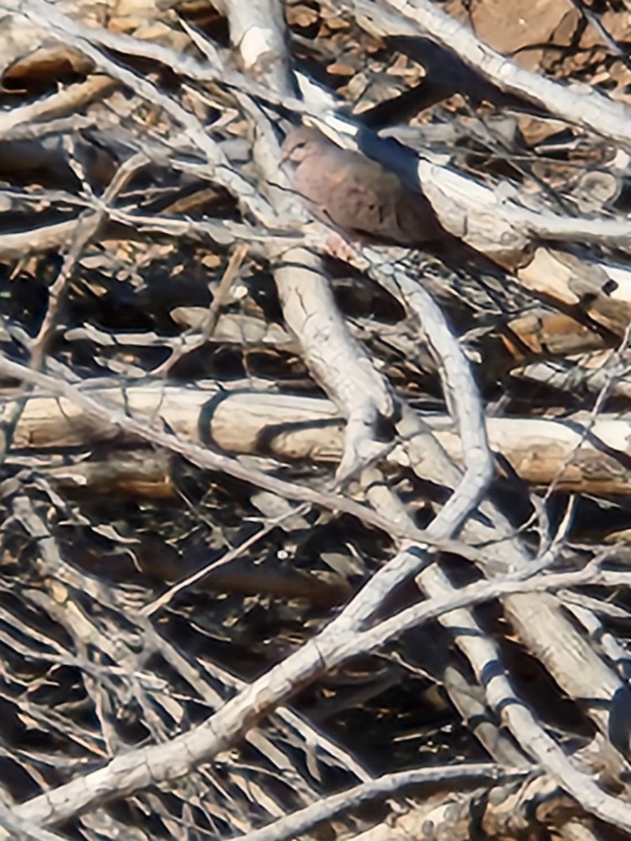 Common Ground Dove - ML531913561