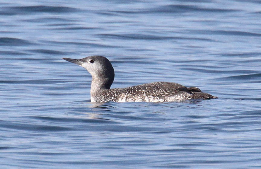 Red-throated Loon - ML53191361