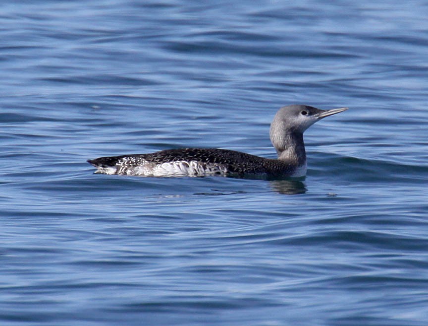 Red-throated Loon - ML53191371