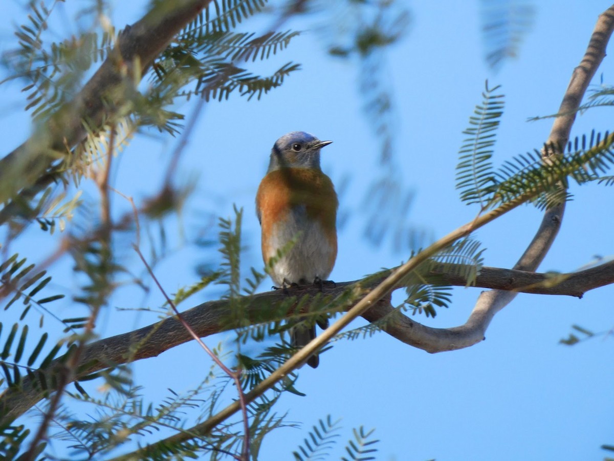 Western Bluebird - ML531913931