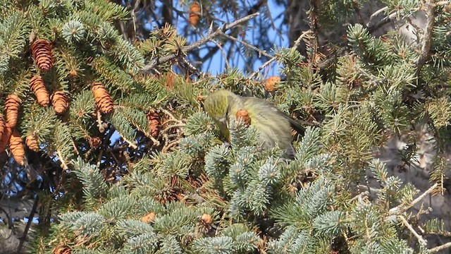 White-winged Crossbill - ML531914191