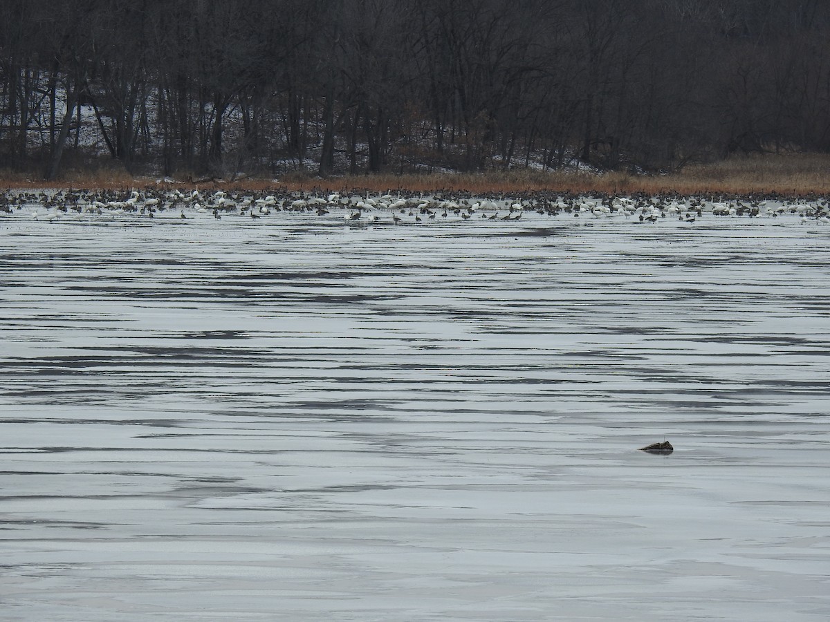 Trumpeter Swan - ML531914981