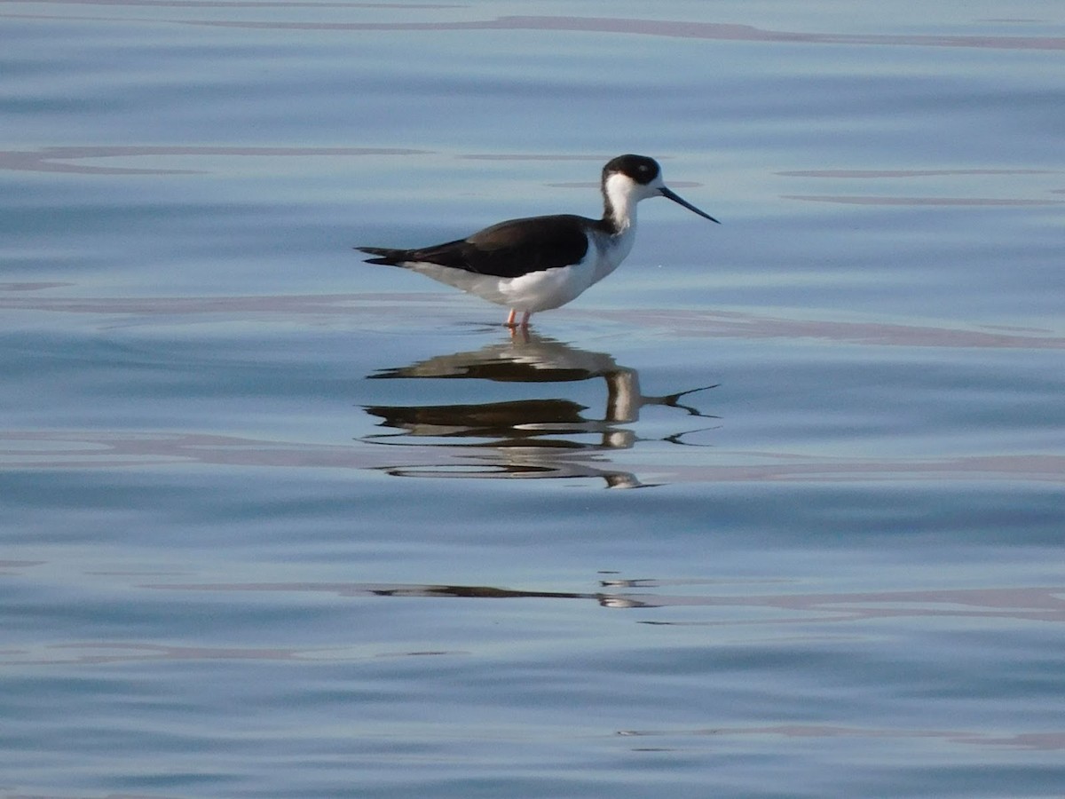 Black-necked Stilt - ML531915121