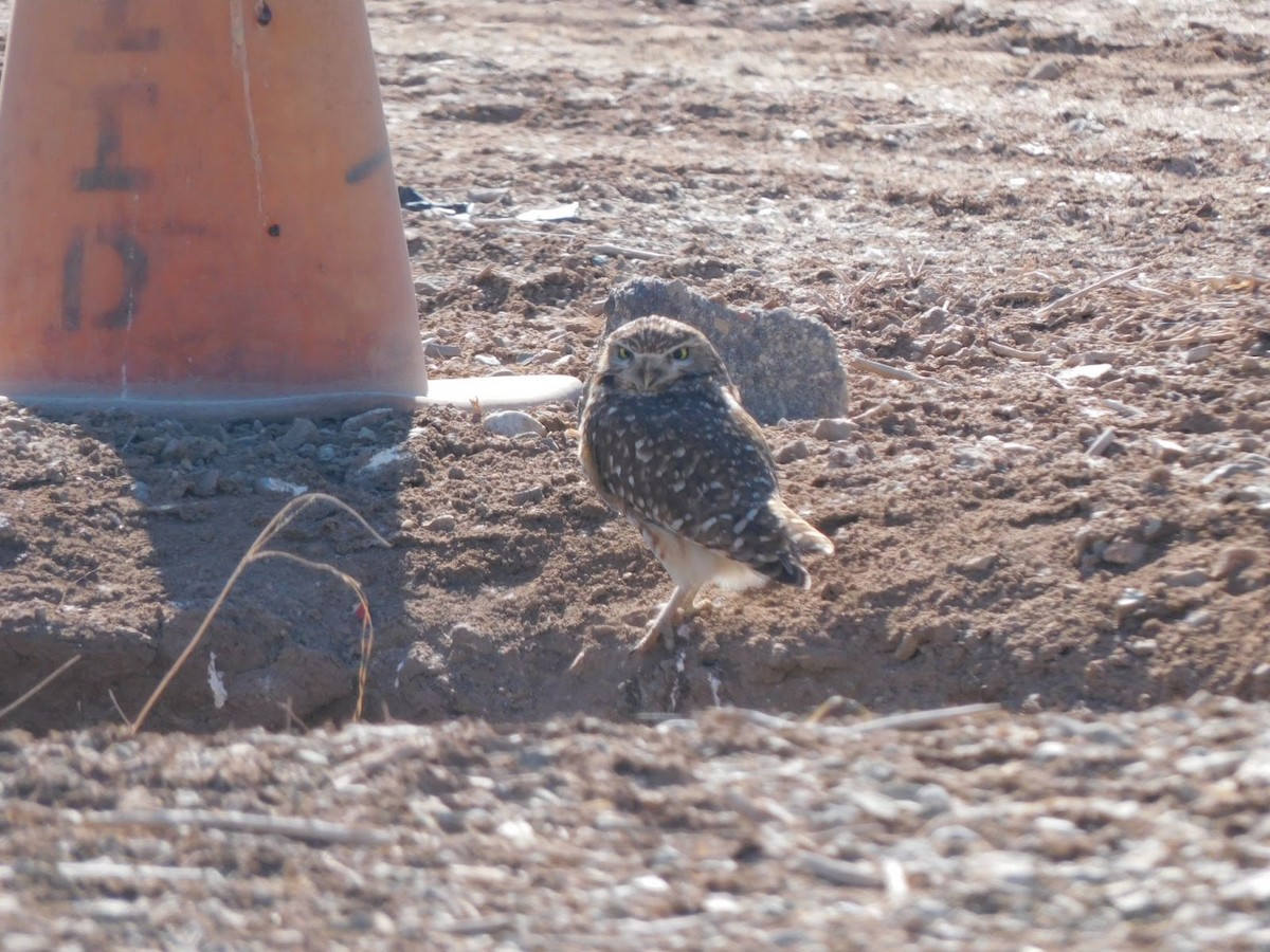 Burrowing Owl - ML531915541
