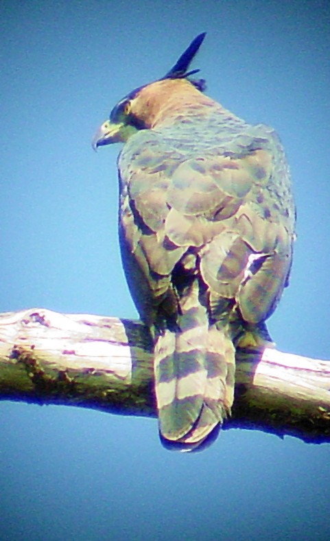 Ornate Hawk-Eagle - ML531915801