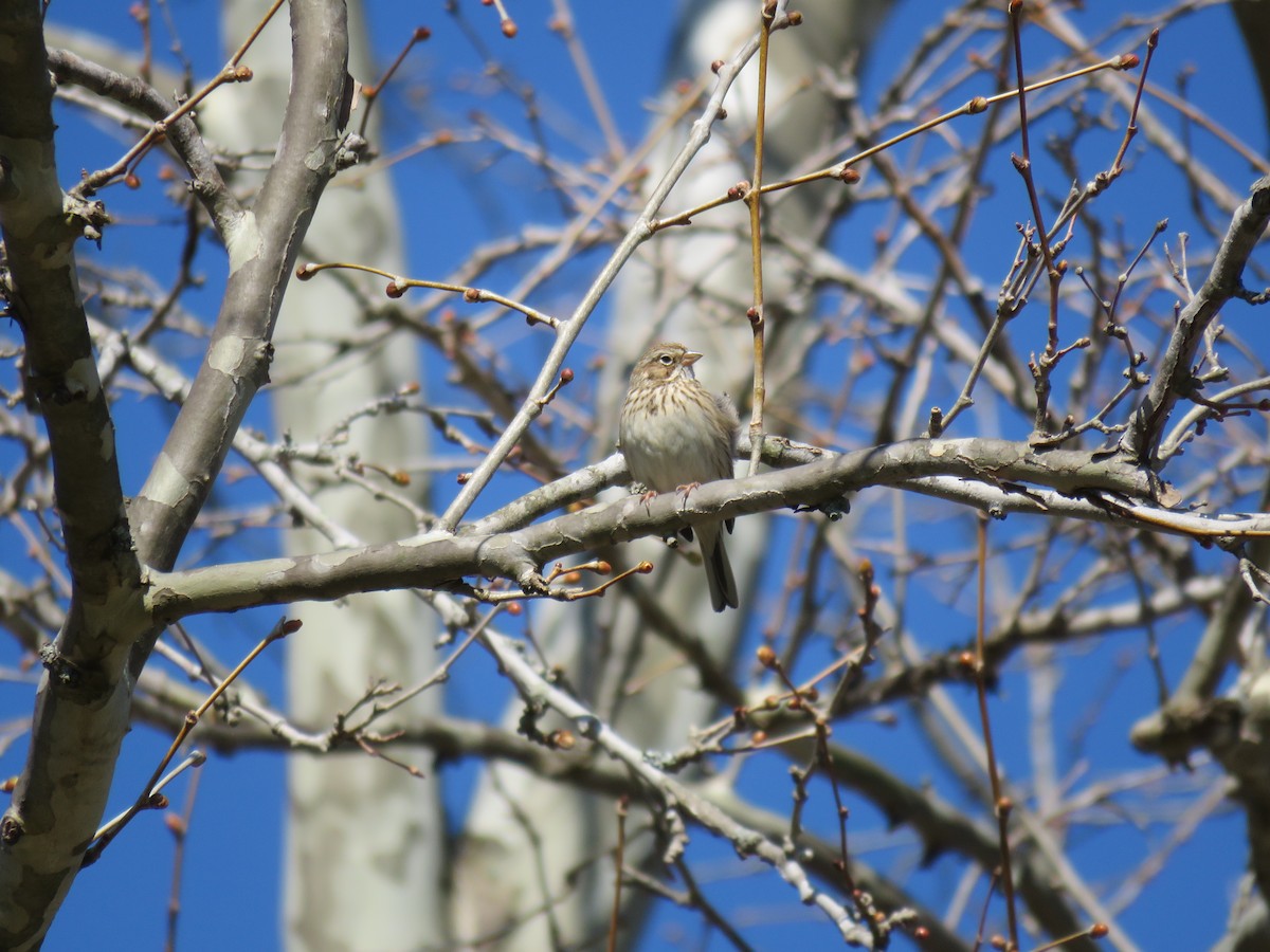 Vesper Sparrow - ML53191631