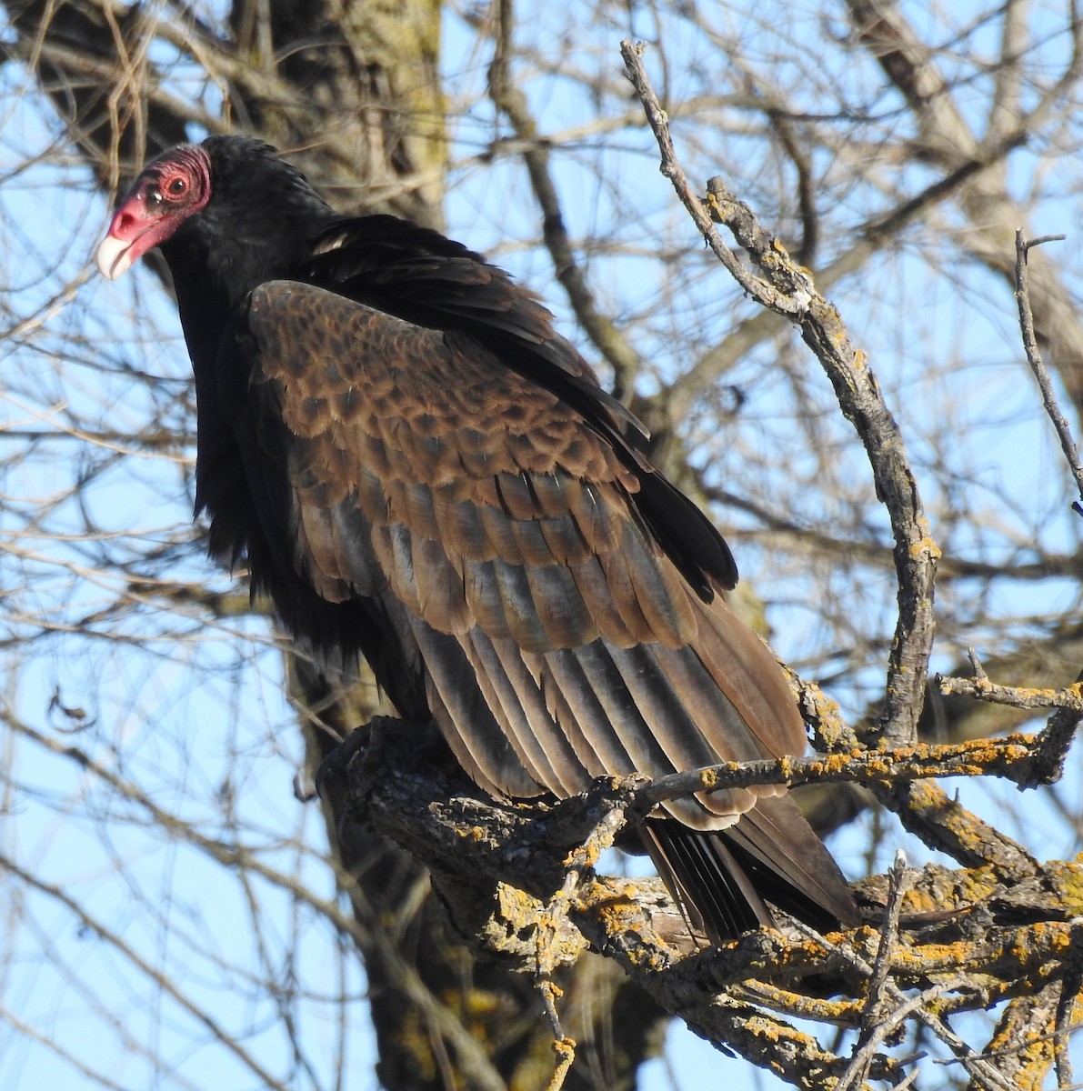 Turkey Vulture - ML531916701