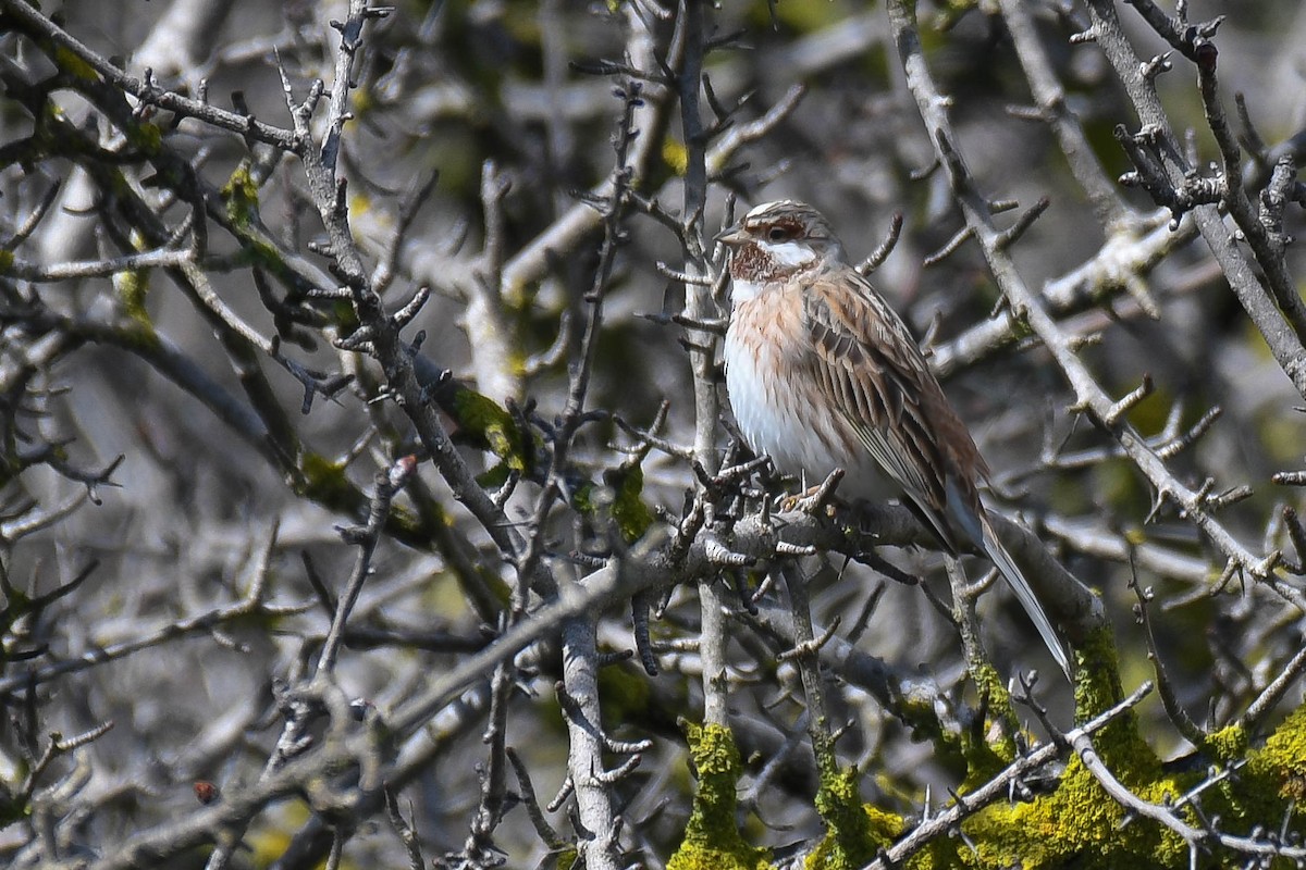 Pine Bunting - Itamar Donitza