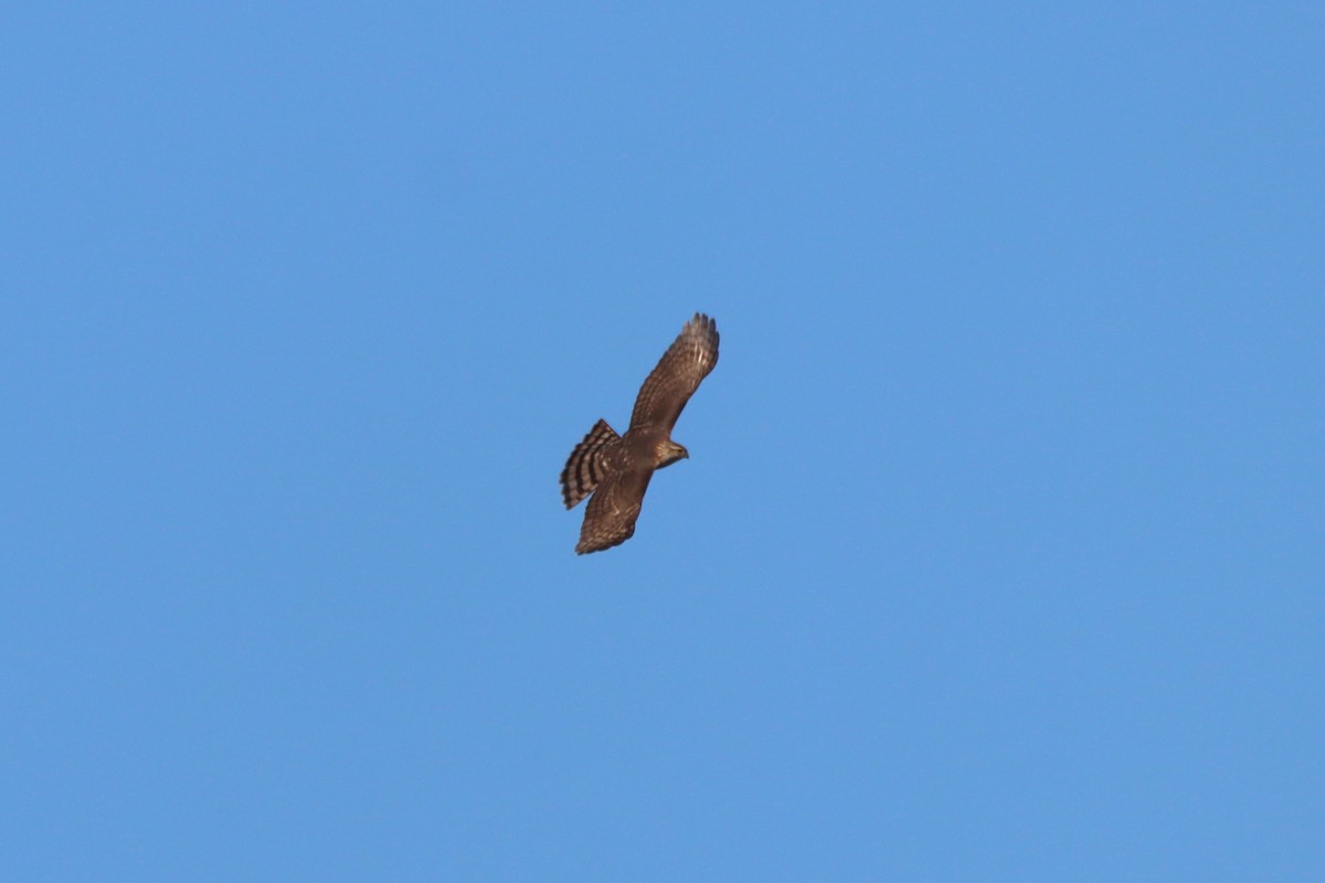 Sharp-shinned Hawk - ML531917711