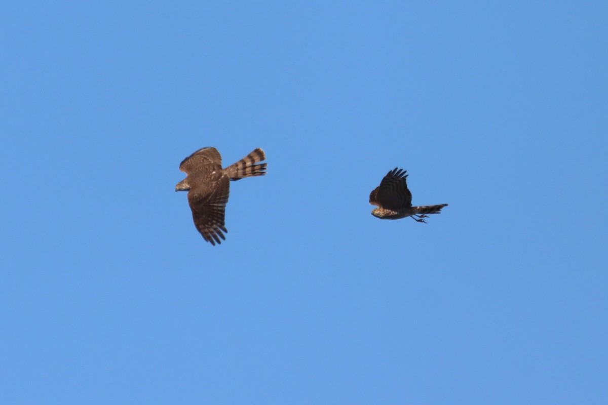 Sharp-shinned Hawk - ML531917761