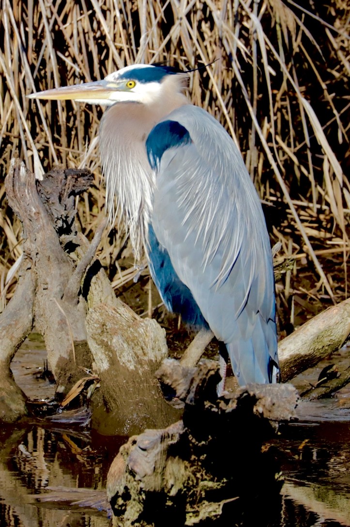 Great Blue Heron - ML531917971