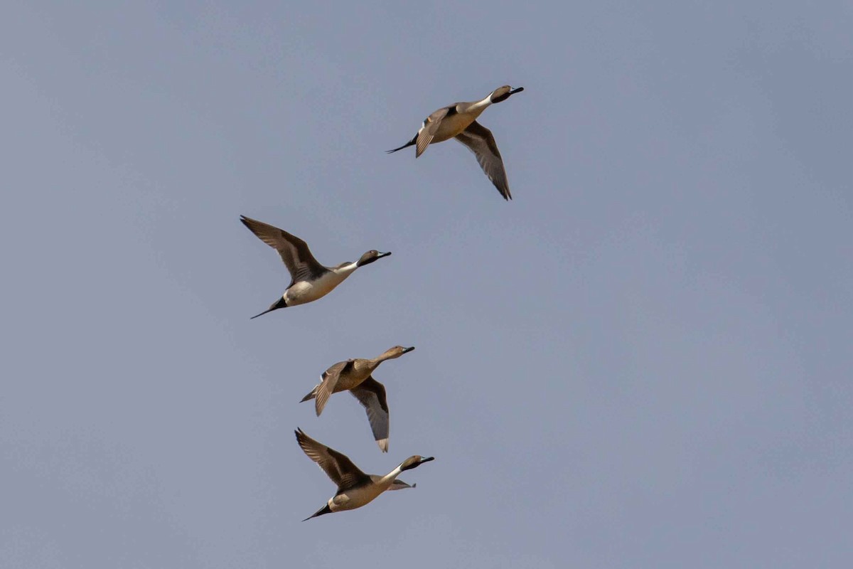 Шовтгор алаг нугас - ML531918241