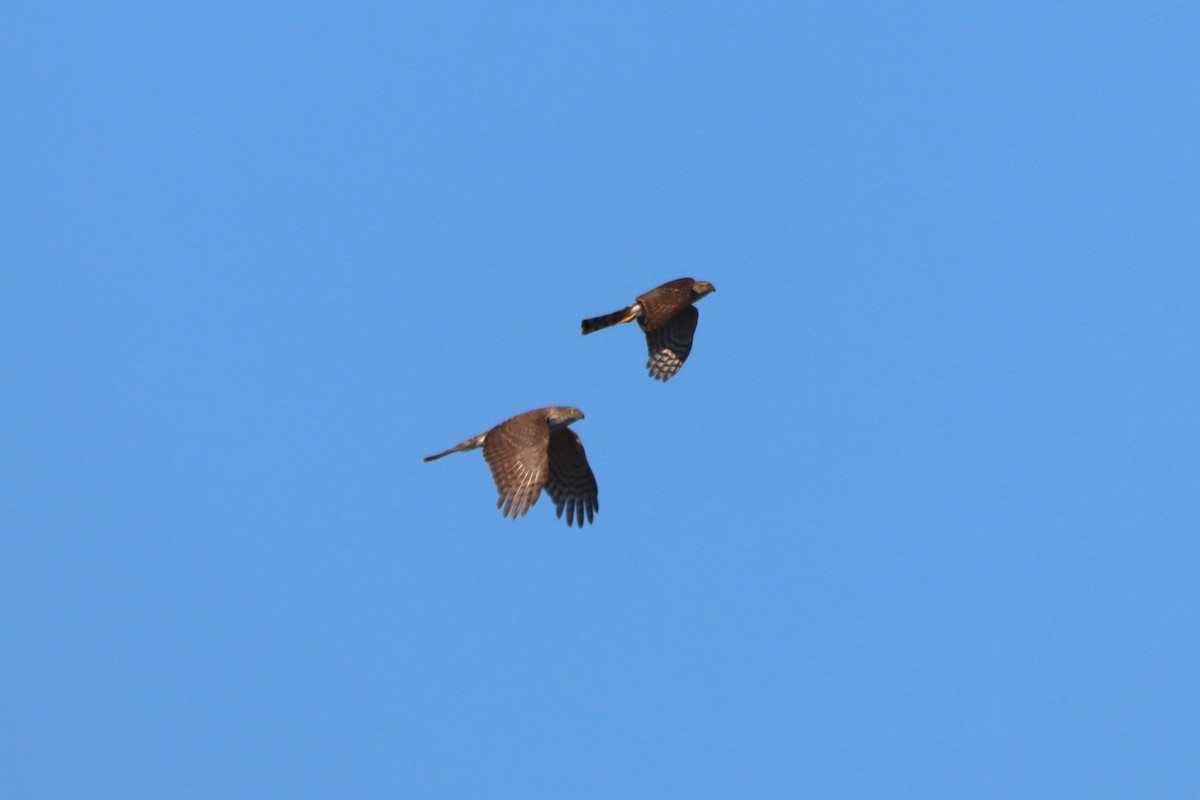 Cooper's Hawk - ML531918251