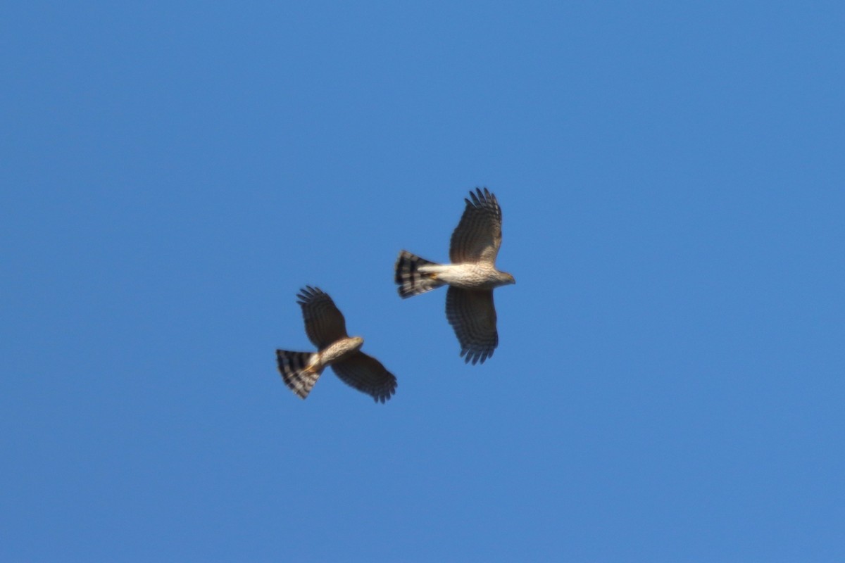 Cooper's Hawk - ML531918311