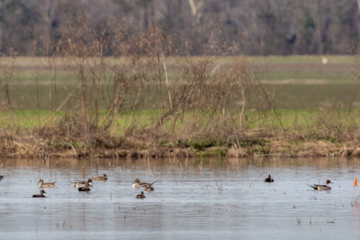Шовтгор алаг нугас - ML531918631