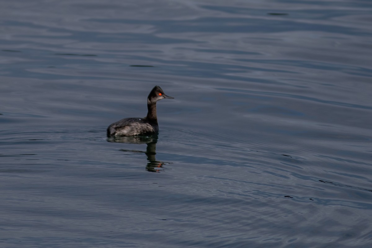 Eared Grebe - John C Sullivan