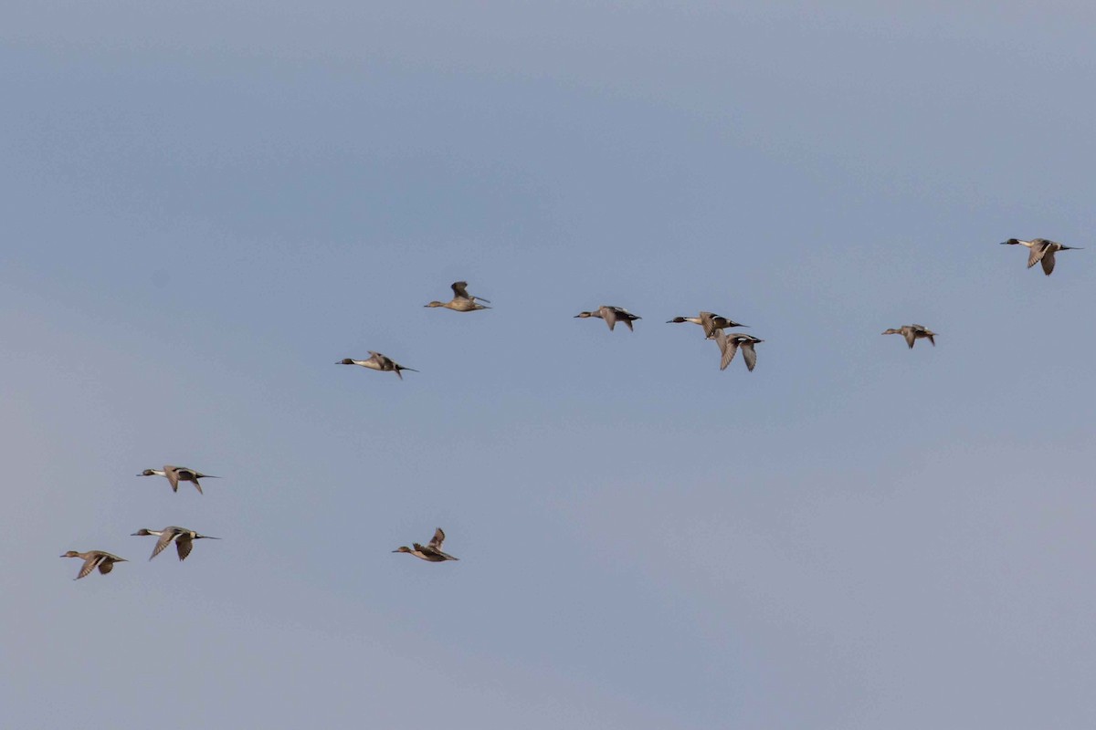 Шовтгор алаг нугас - ML531918871